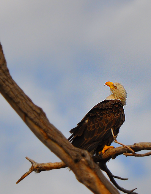 American Bald Eagle shot with a Nikon D5000 and a Nikor 300mm lens from a Old Town Canoe in Dallas County