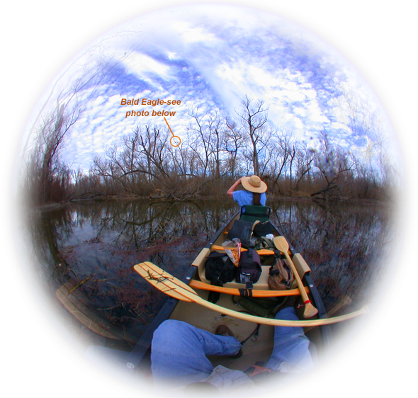 Bald Eagle photographed from Old Town Canoe