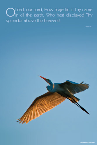 Great White Egret Poster