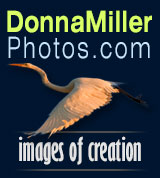 Donna Miller Wildlife Photography featuring Images of Creation