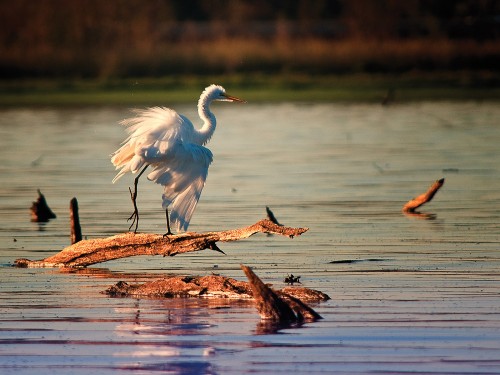 Wildlife photography of the Great White Egret of Mountain Creek in Dallas County Texas