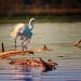 Great White Egret of Mountain Creek in Dallas county thumbnail