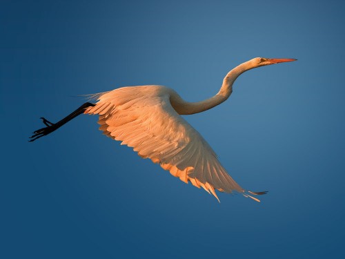 Wildlife photography with Nikon D5000 of the Great White Egret