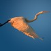 Great White Egret at sunrise thumbnail