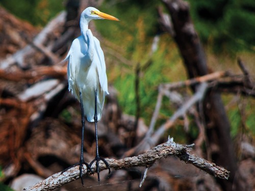 Wildlife photography with Nikon D5000 of the Great White Egret