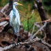 Great White Egret wildlife photography of Donna Miller thumbnail