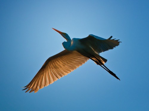 Wildlife photography with Nikon D5000 of the Great White Egret