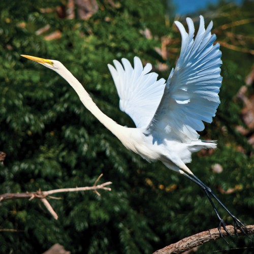 Wildlife photography with Nikon D5000 of the Great White Egret