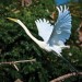 Great White Egret taking off thumbnail