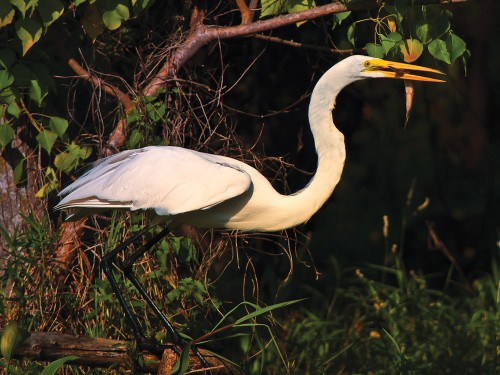 Wildlife photography with Nikon D5000 of the Great White Egret eating an alligator gar