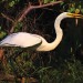 Great White Egret eating a small alligator gar. thumbnail