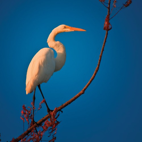 Wildlife photography with Nikon D5000 of the Great White Egret