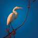 Great White Egret in morning light thumbnail
