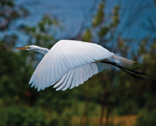 Wildlife photography with Nikon D5000 of the Great White Egret