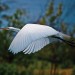 Great White Egret in full flight thumbnail