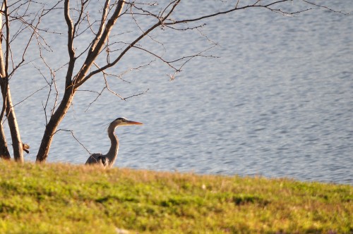 Blue Heron by the Lake