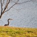 Blue Heron by the Lake thumbnail