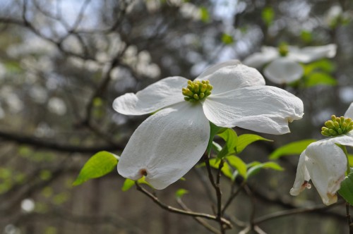 Dogwood Blossom