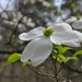 DogWood Blossom thumbnail