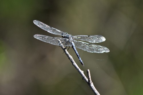 DragonFly 02