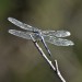 Dragon Fly thumbnail