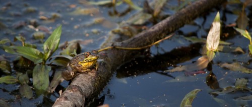 Wildlife photography of Donna Miller of frog near water shot with Nikon D5000