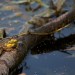 Frog on a Log thumbnail