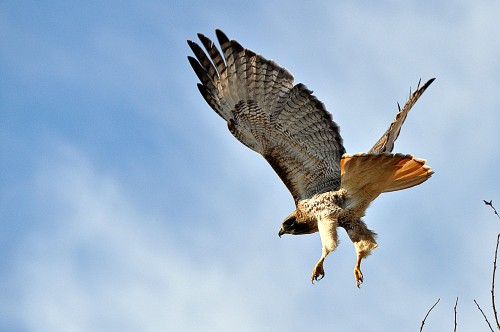 Flight of the Redtailed Hawk
