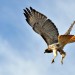 Flight of the Redtailed Hawk thumbnail