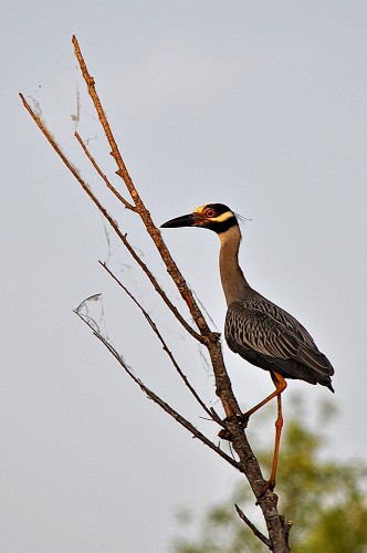 Yellow Crested Night Heron