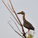 Yellow Crested Night Heron thumbnail