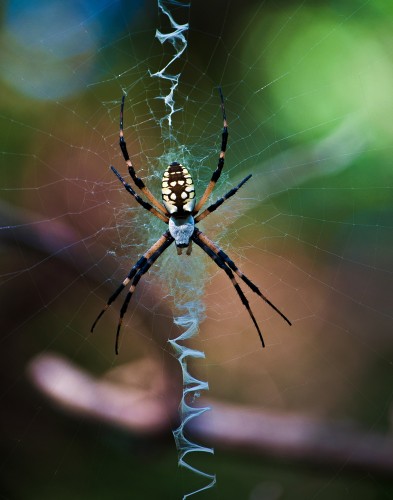 Spider photography shot with Nikon D5000 of an Argiope aurantia or writing spider, photo title is Intelligent Design
