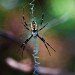 Intelligent Design - Argiope aurantia or Writing Spider thumbnail