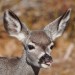 Baby Muley thumbnail