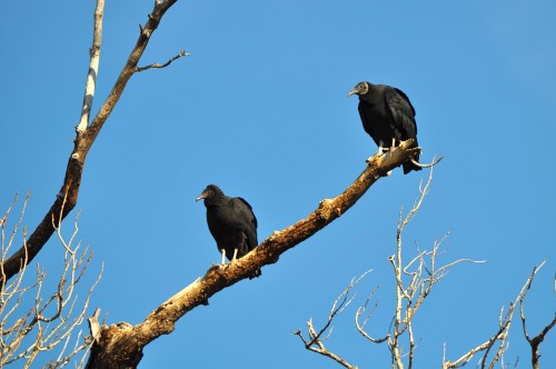 Buzzard Brothers