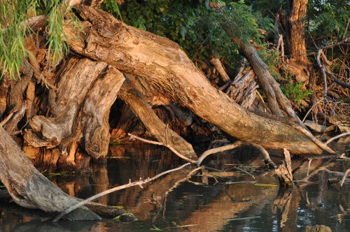 Debris on the Shoreline