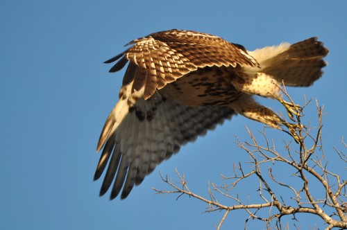 The Headless Flight