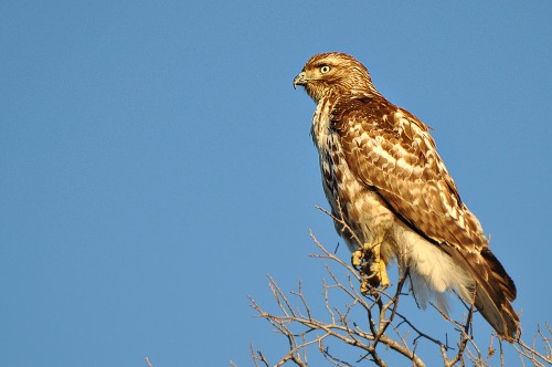 Hawk