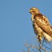 Hawk thumbnail