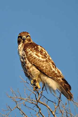 Hawk