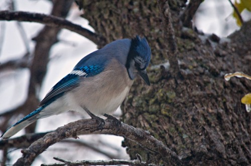 The Yard looked like a Blue Jay convention at one point. This guy was one of the attendees.