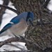 Blue Jay thumbnail