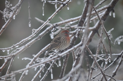 House Finch