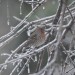 House Finch thumbnail