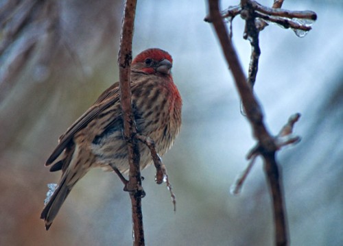 House Finch