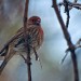 House Finch thumbnail