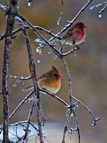 House Finch and Cardinal