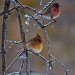 House Finch and Cardinal thumbnail