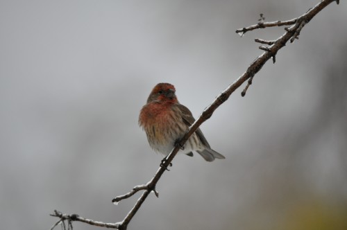 House Finch