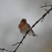 House Finch thumbnail